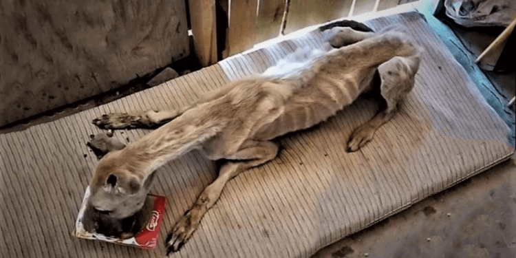“Left to Starve and Shunned by the Town—This Dog Can’t Stop Eating After Being Rescued”