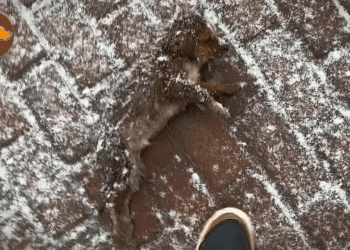 “A Man Who Hated Pets Unexpectedly Saves a Freezing Dog and Finds Compassion”