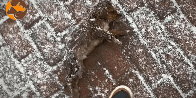 “A Man Who Hated Pets Unexpectedly Saves a Freezing Dog and Finds Compassion”