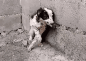 Hiding in the Corner, His Saliva Flowing: A Pet’s Heartbreaking Final Moments
