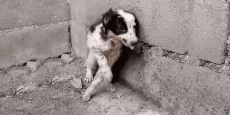 Hiding in the Corner, His Saliva Flowing: A Pet’s Heartbreaking Final Moments