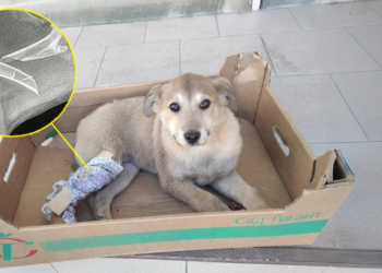 “Crying in Pain: The Puppy Who Was Left Behind by Its Intoxicated Owner”