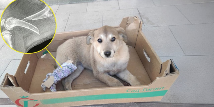 “Crying in Pain: The Puppy Who Was Left Behind by Its Intoxicated Owner”