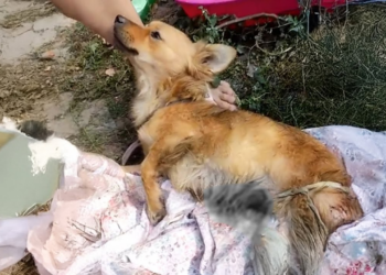 “The Betrayal of Love: A Dog’s Reluctance to Leave Her Abusive Owner, Despite the Neighbors’ Help”