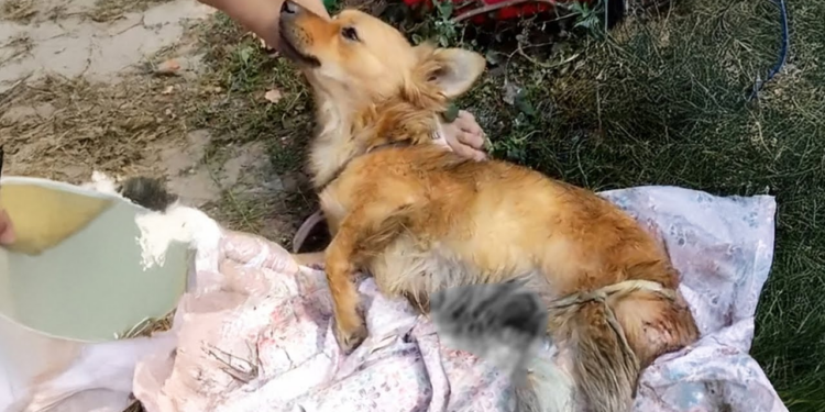 “The Betrayal of Love: A Dog’s Reluctance to Leave Her Abusive Owner, Despite the Neighbors’ Help”