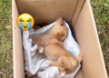“Horrifying: Puppy Left in Pain for Days, Cries Loudly After Kids Mistreat It and Cause Head Injury”