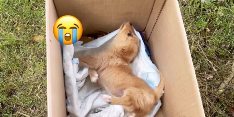“Horrifying: Puppy Left in Pain for Days, Cries Loudly After Kids Mistreat It and Cause Head Injury”