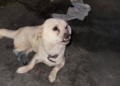 “Unbearable Scene: Dog Begs in Tears as Owner Takes Everything from Her”