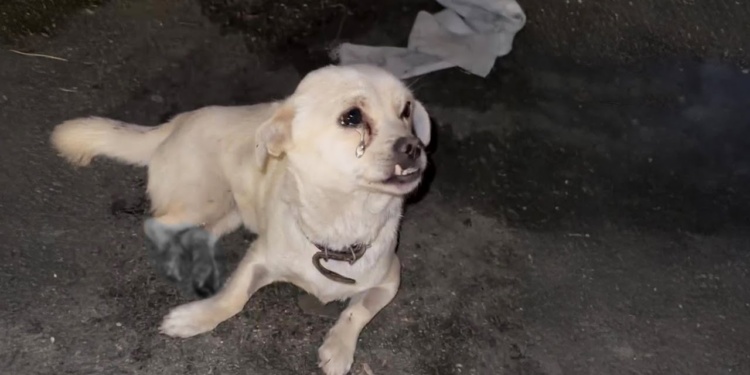 “Unbearable Scene: Dog Begs in Tears as Owner Takes Everything from Her”