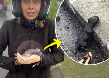 “Unbearable: 3-Day-Old Puppy Gropes in Desperation, Crying for Its Mother”