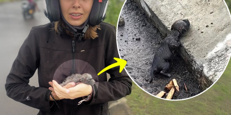 “Unbearable: 3-Day-Old Puppy Gropes in Desperation, Crying for Its Mother”