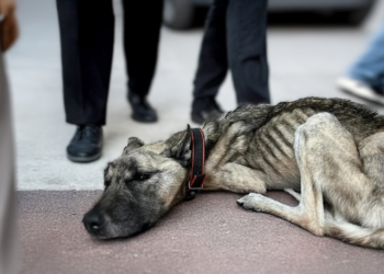 “Tearful Cry for Help: Malnourished Dog Begs Strangers After Scavenging for Days”