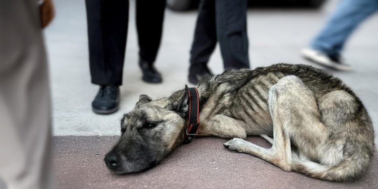“Tearful Cry for Help: Malnourished Dog Begs Strangers After Scavenging for Days”