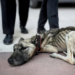 “Tearful Cry for Help: Malnourished Dog Begs Strangers After Scavenging for Days”