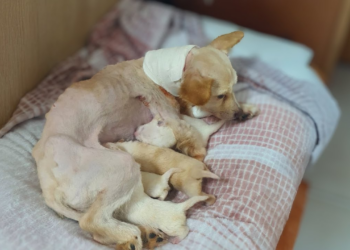 “A Mother’s Pain: Pregnant Dog Endures Bound Agony to Bring Her Puppies Into the World”