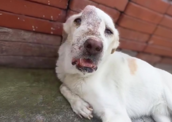 “Abandoned and Suffering: Dog Locked Up and Neglected, Left Crying with a Deformed Face”