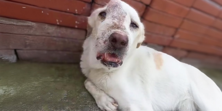 “Abandoned and Suffering: Dog Locked Up and Neglected, Left Crying with a Deformed Face”