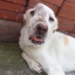 “Abandoned and Suffering: Dog Locked Up and Neglected, Left Crying with a Deformed Face”