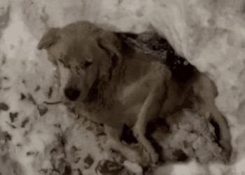 Tears of Hopelessness: Trapped in a Snow Pit, His Desperate Calls Echoed Through the Cold