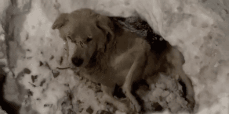 Tears of Hopelessness: Trapped in a Snow Pit, His Desperate Calls Echoed Through the Cold