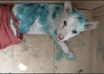 Alone and Marked: A Puppy Left Crying in a Box, His Body Covered in Ink