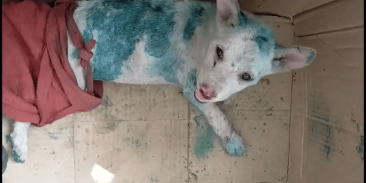 Alone and Marked: A Puppy Left Crying in a Box, His Body Covered in Ink