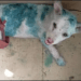 Alone and Marked: A Puppy Left Crying in a Box, His Body Covered in Ink