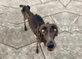 Against All Odds: The Heartbreaking Journey of a Starving Dog Eating Rocks and Twigs 💔