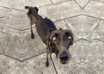 Against All Odds: The Heartbreaking Journey of a Starving Dog Eating Rocks and Twigs 💔