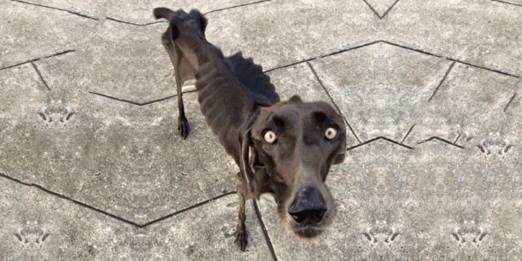 Against All Odds: The Heartbreaking Journey of a Starving Dog Eating Rocks and Twigs 💔