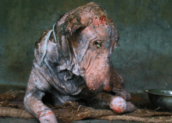 A Second Chance at Life: The Heartwarming Transformation of a Dog Who Had Given Up 💖