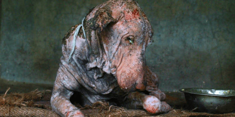 A Second Chance at Life: The Heartwarming Transformation of a Dog Who Had Given Up 💖