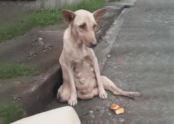 Desperation on the Roadside: A Woman Cries in Silence as the World Passes Her By