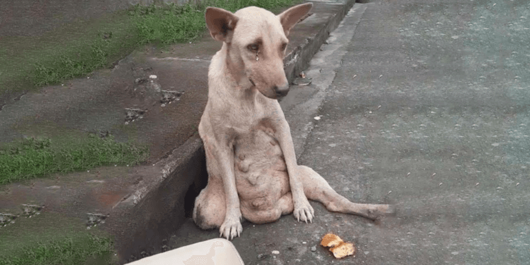 Desperation on the Roadside: A Woman Cries in Silence as the World Passes Her By