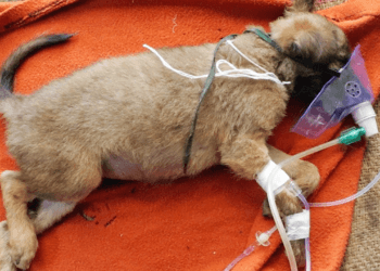 Incredible Transformation: Puppy Who Was Near Death Now Plays Non-Stop After Head Injury Recovery!