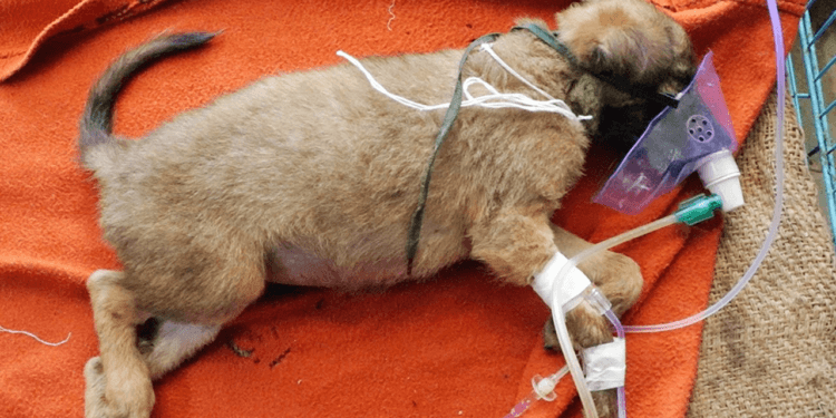 Incredible Transformation: Puppy Who Was Near Death Now Plays Non-Stop After Head Injury Recovery!