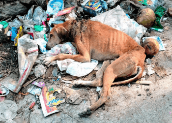 Shocking Rescue: We Found Him Cold and Alone on a Pile of Garbage – His Fight to Survive Begins