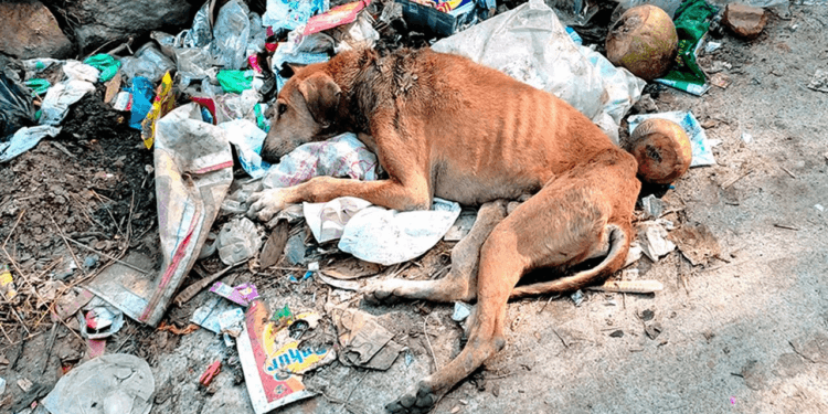 Shocking Rescue: We Found Him Cold and Alone on a Pile of Garbage – His Fight to Survive Begins
