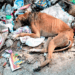 Shocking Rescue: We Found Him Cold and Alone on a Pile of Garbage – His Fight to Survive Begins