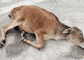 Tragic Discovery: Cold and Collapsed Baby Bull Rescued in a Race Against Time