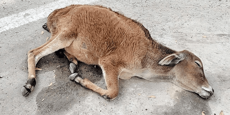 Tragic Discovery: Cold and Collapsed Baby Bull Rescued in a Race Against Time