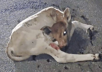 Heartbreaking Rescue: Injured Bull Calf Struggles in the Cold, Saved Against All Odds