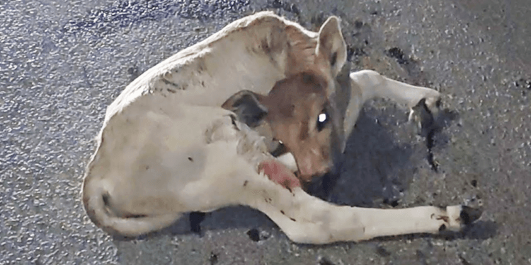Heartbreaking Rescue: Injured Bull Calf Struggles in the Cold, Saved Against All Odds