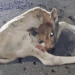 Heartbreaking Rescue: Injured Bull Calf Struggles in the Cold, Saved Against All Odds