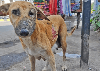 A Mother’s Heartbreak: Dog Finds New Hope After Losing Her Puppies in a Devastating Fire