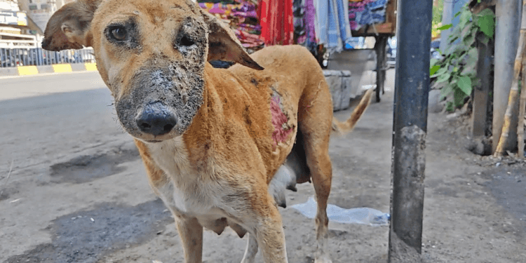 A Mother’s Heartbreak: Dog Finds New Hope After Losing Her Puppies in a Devastating Fire