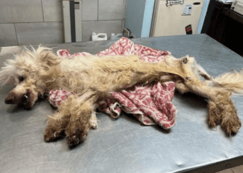 “Fenix Was Abandoned, Yet He Still Had Faith in the Goodness of Humans”