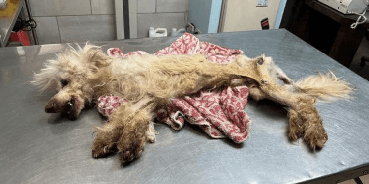 “Fenix Was Abandoned, Yet He Still Had Faith in the Goodness of Humans”