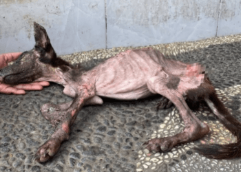 “A Final Plea for Love: He Collapsed in My Hands, Holding On to the Hope of Being Loved Again”