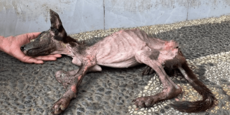 “A Final Plea for Love: He Collapsed in My Hands, Holding On to the Hope of Being Loved Again”